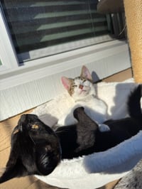 Kaddu - teen kitten - Photo 5