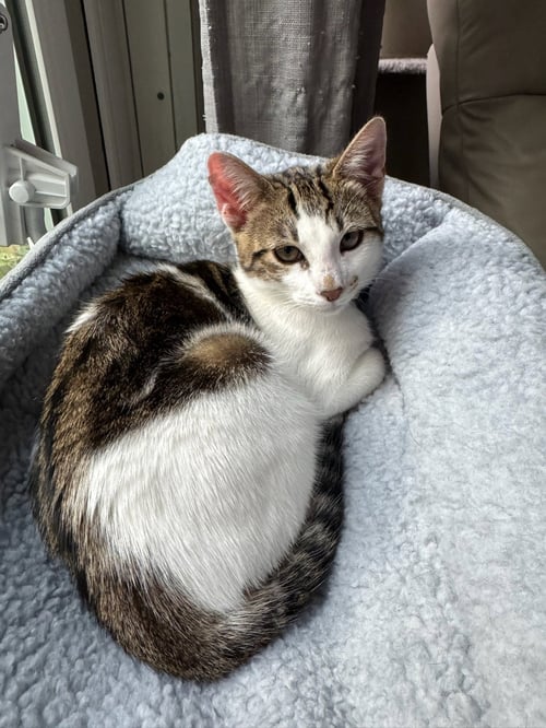 KADDU - TEEN KITTEN - Tabby available for adoption