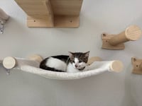 Kaddu - teen kitten - Photo 4