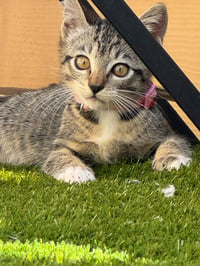 Camila - female kitten - Photo 1