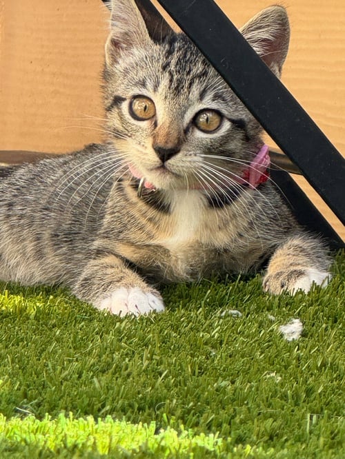 CAMILA - FEMALE KITTEN - Tabby available for adoption
