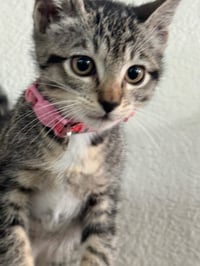 Camila - female kitten - Photo 2
