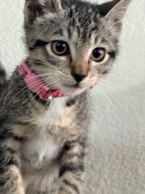 CAMILA - FEMALE KITTEN - Tabby available for adoption