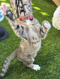 Camila - female kitten - Photo 3