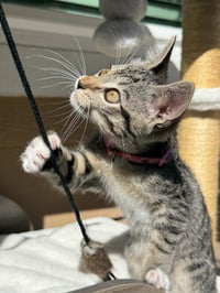 Camila - female kitten - Photo 4