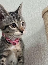 Camila - female kitten - Photo 5