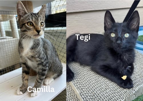 CAMILLA & TEGI - BONDED KITTENS - Tabby available for adoption