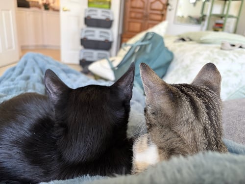 CAMILLA & TEGI - BONDED KITTENS - Tabby available for adoption