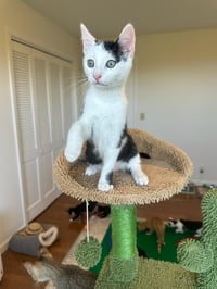 Davi - male kitten - Photo 1