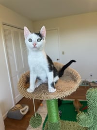 Davi - male kitten - Photo 3