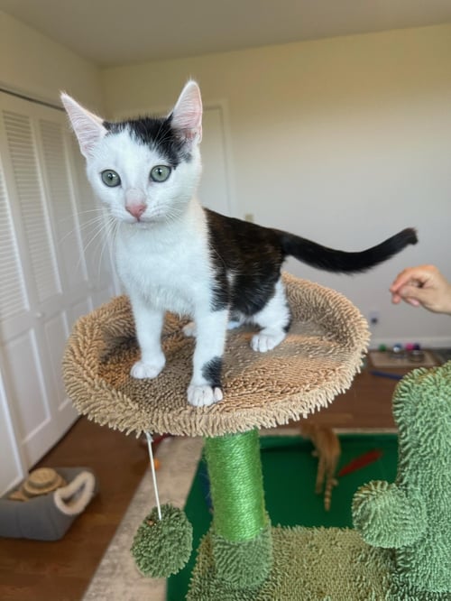 DAVI - MALE KITTEN - Domestic Short Hair available for adoption