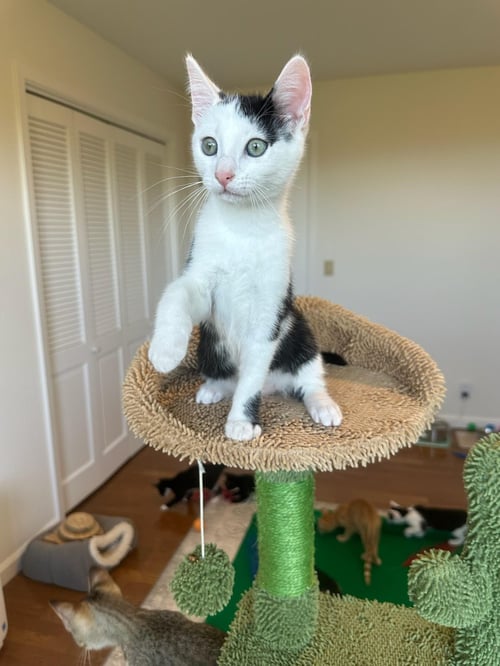 DAVI - MALE KITTEN - Domestic Short Hair available for adoption