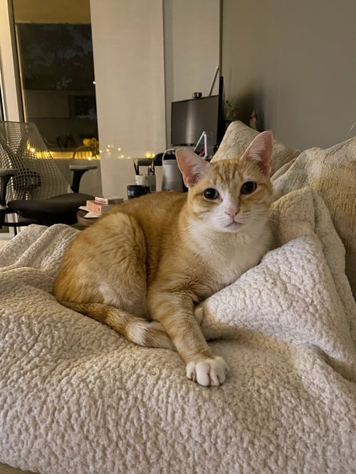 DODO - Tabby available for adoption