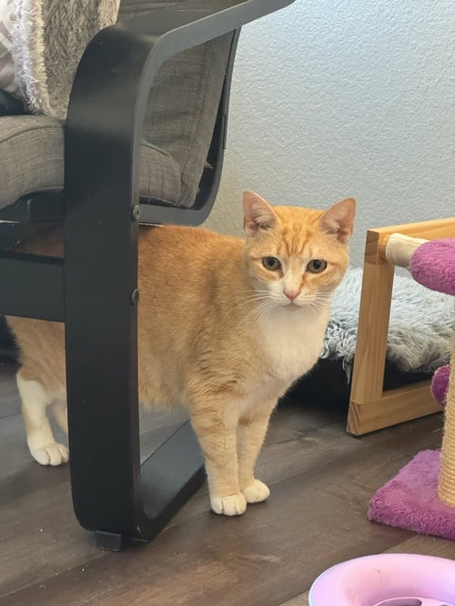 DODO - Tabby available for adoption