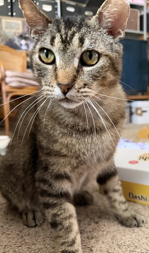 BUBBA - Tabby available for adoption