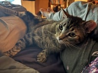 Bubba - Photo 3
