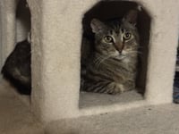 Bubba - Photo 4