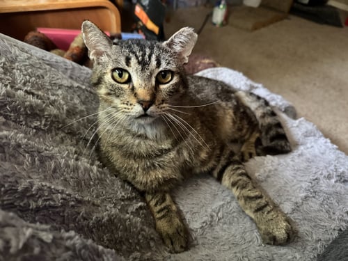 BUBBA - Tabby available for adoption