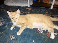 Pepper Ann - Photo 4