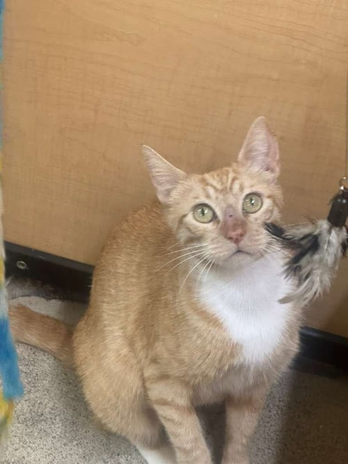 PEPPER ANN - Tabby available for adoption