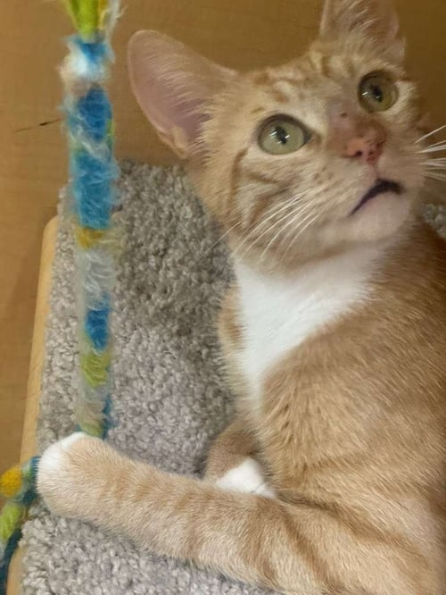 PEPPER ANN - Tabby available for adoption
