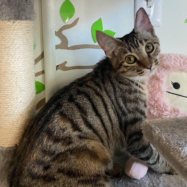 Sheena - female teen kitten Image