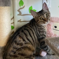 Sheena - female teen kitten - Photo 1