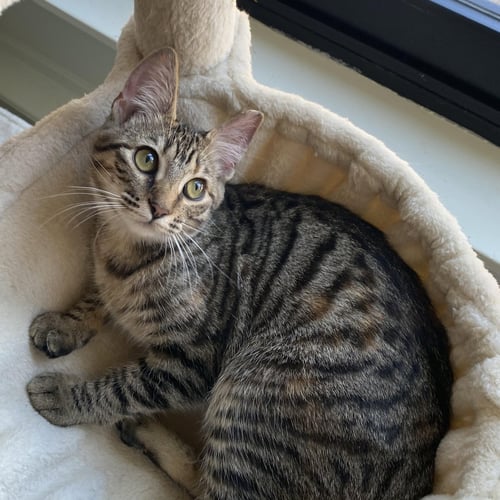 SHEENA - FEMALE TEEN KITTEN - Tabby available for adoption