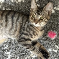 Sheena - female teen kitten - Photo 4