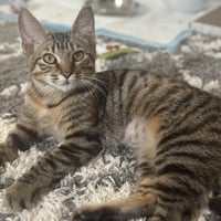 Sheena - female teen kitten - Photo 5
