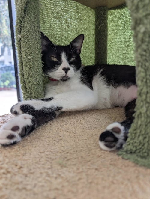 MISTY - Tuxedo available for adoption