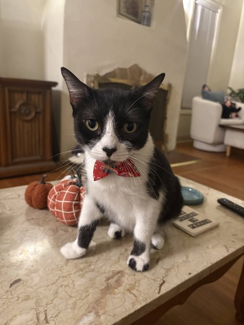 MISTY - Tuxedo available for adoption