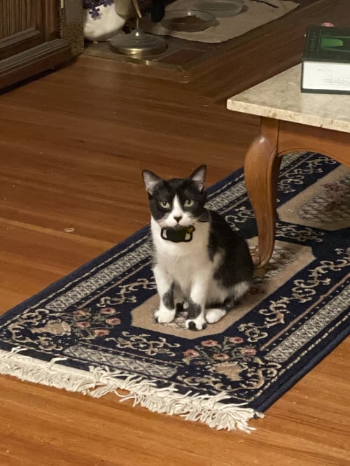 MISTY - Tuxedo available for adoption