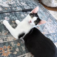 Huntress - female kitten - Photo 2