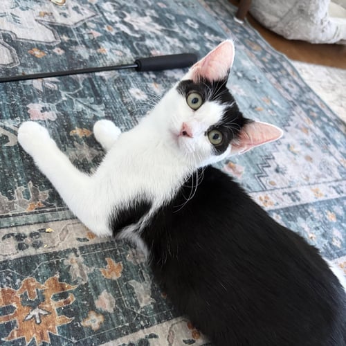 HUNTRESS - FEMALE KITTEN - Domestic Short Hair available for adoption
