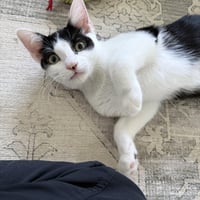 Huntress - female kitten - Photo 3