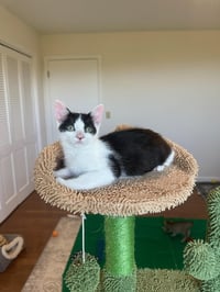 Huntress - female kitten - Photo 4