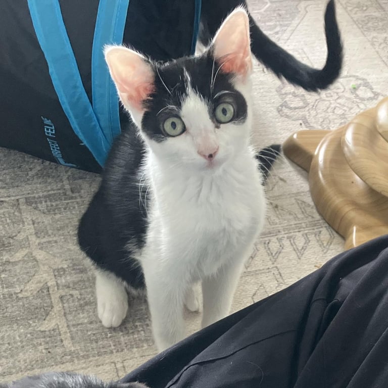 Huntress - female kitten Image