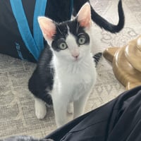Huntress - female kitten - Photo 1