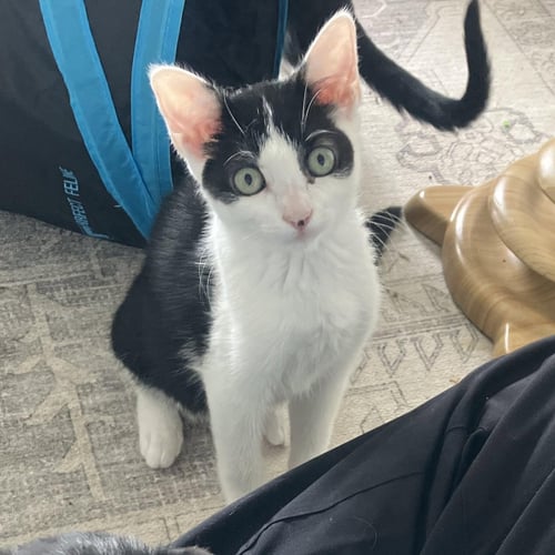 HUNTRESS - FEMALE KITTEN - Domestic Short Hair available for adoption