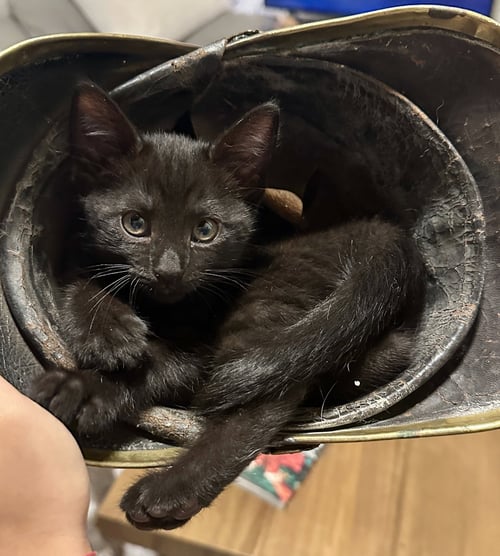 MARLEY - FEMALE KITTEN - Domestic Short Hair available for adoption