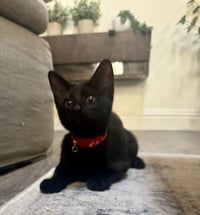 Marley - female kitten - Photo 3