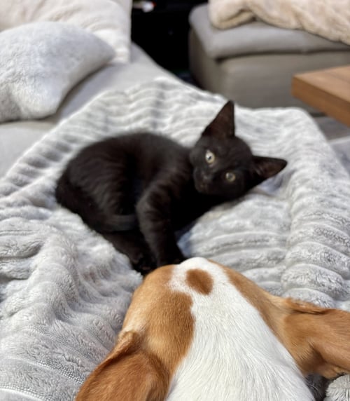 MARLEY - FEMALE KITTEN - Domestic Short Hair available for adoption