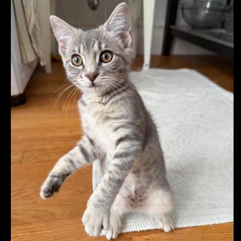 Molly - female kitten Image