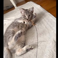 Molly - female kitten - Photo 2