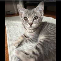 Molly - female kitten - Photo 3