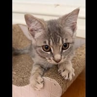 Molly - female kitten - Photo 4