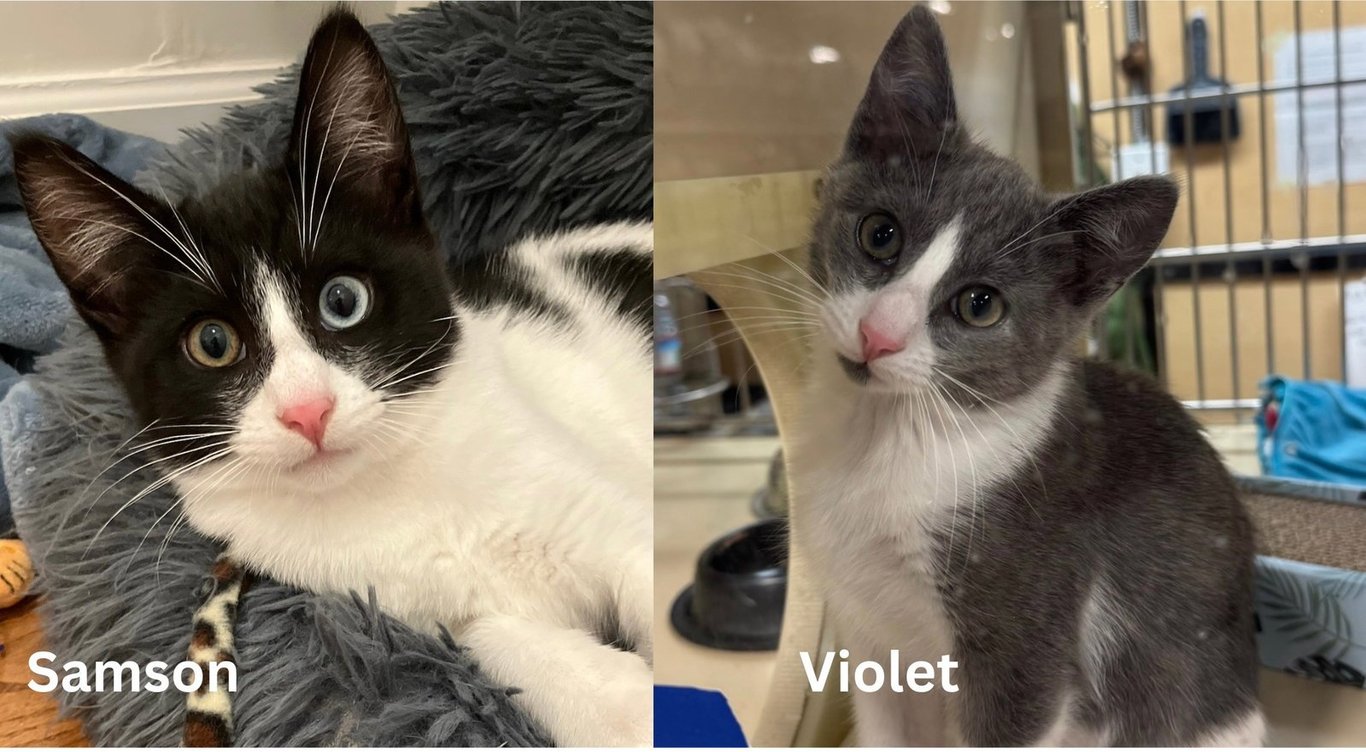 Violet and Samson - bonded kitten siblings Image