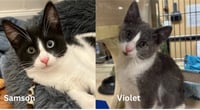 Violet and Samson - bonded kitten siblings - Photo 1