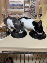 Violet and Samson - bonded kitten siblings - Photo 2